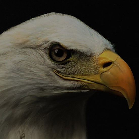 фото 3 Поднос L'AIGLE